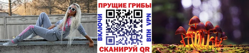 Галлюциногенные грибы Psilocybe  блэк спрут как зайти  Бородино  как найти закладки 